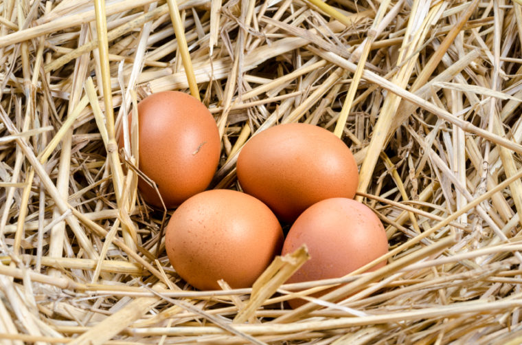 Why Have My Chickens Stopped Laying Eggs? Backyard Poultry